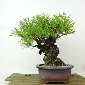 ~  ԏ  17cm ܂ Pinus densiflora AJ}c red pine }c Ύ Ϗܗp i i