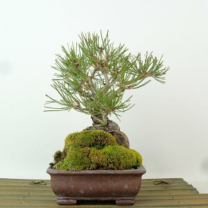 ~  ԏ  16cm ܂ Pinus densiflora AJ}c red pine Εt }c Ύ Ϗܗp i i 