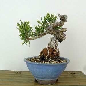 ~     13cm ܂ Pinus thunbergii N}c ڂ }c ΐjt Ϗܗp i i 