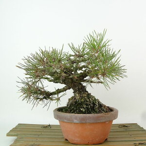 ~  ԏ  14cm ܂ Pinus densiflora AJ}c red pine }c Ύ Ϗܗp i i 