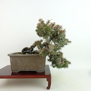 ~ m  ㉺ 18cm Ƃ傤 Juniperus rigida gVE qmL ΐjt Ϗܗp i i  