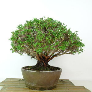 ~ wt  19cm Ђ Thujopsis dolabrata qo qmL AXi ΐ Ϗܗp i i 