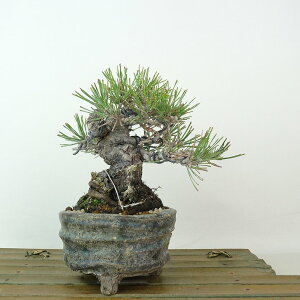 ~  ԏ  13cm ܂ Pinus densiflora AJ}c red pine }c Ύ Ϗܗp i i