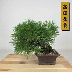 ~  ԏ  18cm ܂ ~ Pinus densiflora AJ}c red pine }c Ύ Ϗܗp i i