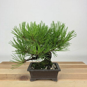 ~  ԏ  14cm ܂ Pinus densiflora AJ}c red pine }c Ύ Ϗܗp i i