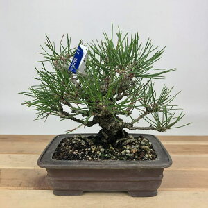~  ԏ  12cm ܂ Pinus densiflora AJ}c red pine }c Ύ Ϗܗp i i