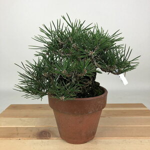 ~     13cm ܂ Pinus thunbergii N}c   }c ΐjt Ϗܗp i i