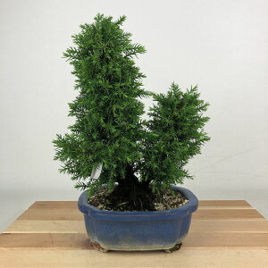~   23cm  Cryptomeria japonica XM qmL XM Ύ Ϗܗp i 