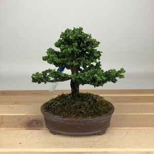 ~ O ΉO  12cm Ђ̂ Chamaecyparis obtusa ZbJqmL qmL Ύ ӏܗp Ϗܗp i i 