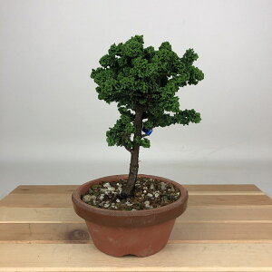 ~ O ΉO  17cm Ђ̂ Chamaecyparis obtusa ZbJqmL qmL Ύ ӏܗp Ϗܗp i i