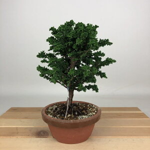 ~ O ΉO  18cm Ђ̂ Chamaecyparis obtusa ZbJqmL qmL Ύ ӏܗp Ϗܗp i i