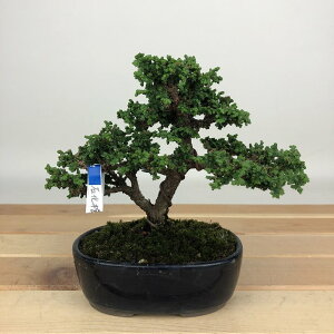 ~ O ΉO  10cm Ђ̂ Chamaecyparis obtusa ZbJqmL qmL Ύ ӏܗp Ϗܗp i i 