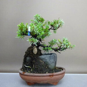 ~  m  22cm Ƃ傤 Juniperus rigida gVE Εt qmL ΐjt ӏ Ϗܗp i 