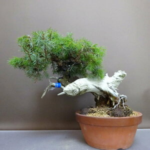 �~�� �m�� ���� ��25cm �Ƃ��傤 Juniperus rigida �g�V���E �g�W�� �V�����h �q�m�L�� ��ΐj�t�� �ӏ� �Ϗܗp ���i
