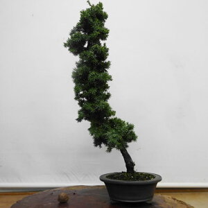 �~�� �m�� ���� �� 54cm �Ƃ��傤 Juniperus rigida �g�V���E �W�� �V���� �q�m�L�� ��ΐj�t�� �ӏ� �Ϗܗp ���i ��������