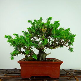 盆栽 杜松 樹高 約17cm としょう Juniperus rigida トショウ “シャリ” ヒノキ科 常緑針葉樹 観賞用 小品 現品 送料無料
