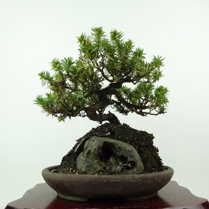 ~  m  20cm Ƃ傤 Juniperus rigida gVE Εt qmL ΐjt Ϗܗp i i 