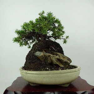 ~  m  20cm Ƃ傤 Juniperus rigida gVE Εt qmL ΐjt Ϗܗp i i 