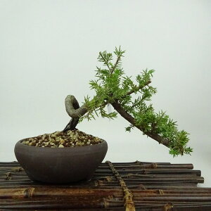 ~  m  10cm Ƃ傤 Juniperus rigida gVE qmL ΐjt Ϗܗp i i