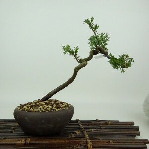 ~  m  17cm Ƃ傤 Juniperus rigida gVE qmL ΐjt Ϗܗp i i