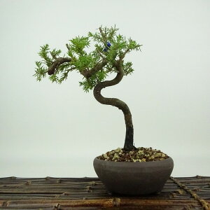 ~  m  19cm Ƃ傤 Juniperus rigida gVE qmL ΐjt Ϗܗp i i