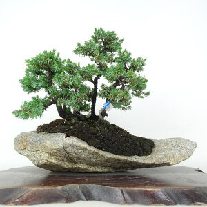 ~  m  21cm Ƃ傤 Juniperus rigida gVE Εt qmL ΐjt ӏܗp Ϗܗp i