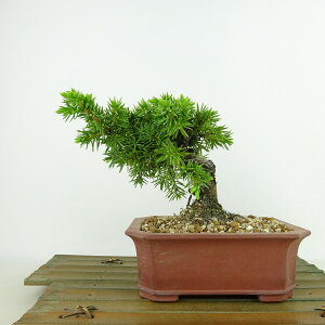 ~  m  12cm Ƃ傤 Juniperus rigida gVE qmL ΐjt Ϗܗp i i 