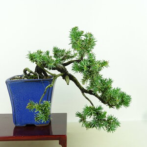 ~ m  ㉺ 18cm Ƃ傤 Juniperus rigida gVE qmL ΐjt Ϗܗp i i 