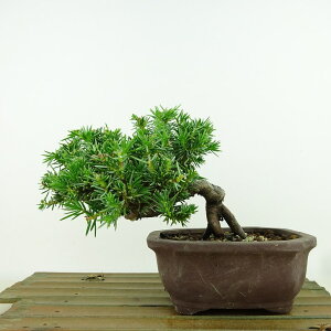 ~ m  11cm Ƃ傤 Juniperus rigida gVE qmL ΐjt Ϗܗp i i 