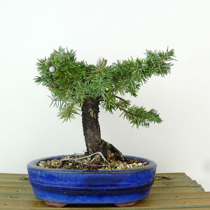 ~  m  14cm Ƃ傤 Juniperus rigida gVE W qmL ΐjt Ϗܗp i i 