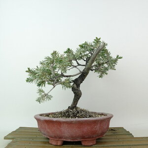 ~  m  18cm Ƃ傤 Juniperus rigida gVE W V qmL ΐjt Ϗܗp i i 