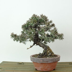 ~  m  13cm Ƃ傤 Juniperus rigida gVE W V qmL ΐjt Ϗܗp i i
