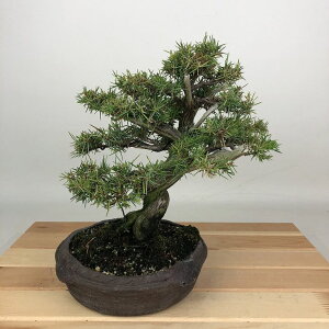 ~ m  20cm Ƃ傤 Juniperus rigida gVE qmL ΐjt Ϗܗp i i