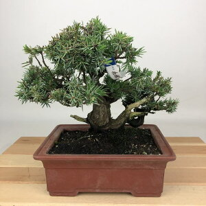 ~ m  17cm Ƃ傤 Juniperus rigida gVE qmL ΐjt Ϗܗp i i