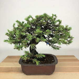 ~ m  17cm Ƃ傤 Juniperus rigida gVE qmL ΐjt Ϗܗp i i