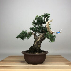 �~�� �m�� ���� ��21cm �Ƃ��傤 Juniperus rigida �g�V���E �W�� �V���� �q�m�L�� ��ΐj�t�� �ӏ� �Ϗܗp ���i