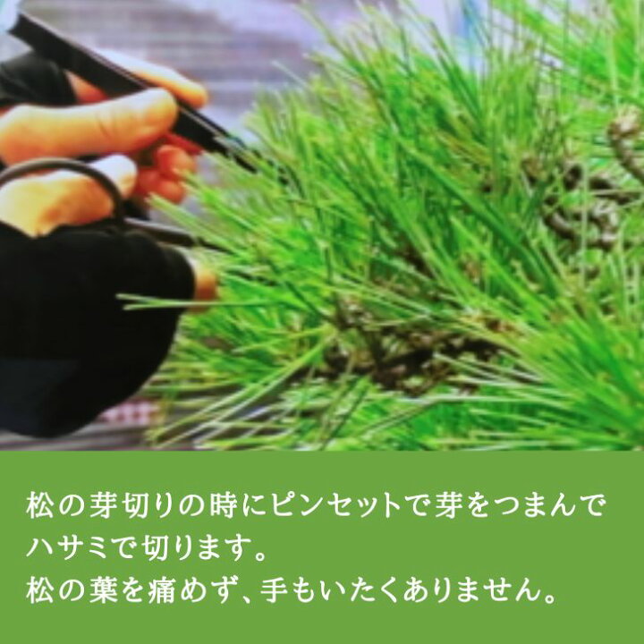 楽天市場 P５倍 11 22 時 盆栽 道具 ピンセット 兼進 ストレートタイプ 盆栽お手入道具 松の芽切り 古葉取り 芽摘み 剪定 鉢の中の草取りに 土や苔をとる Tweezers お手入用品 園芸用品 ガーデニング 盆栽はニわ 楽天市場店