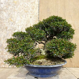~ kɊ  37cm ߂񂩂 tirimenkazura `JY eCJJY 鐫 Ύ Ϗܗp ^ i