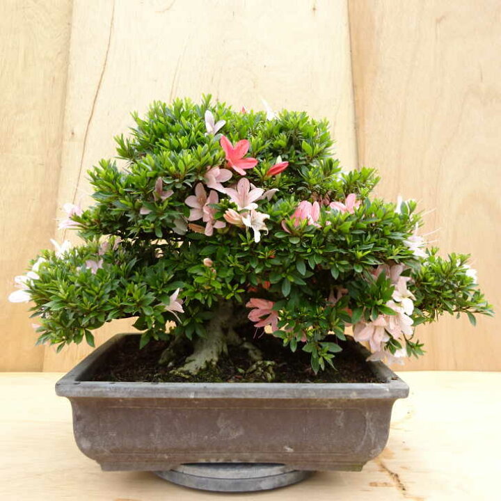楽天市場】盆栽 皐月 日光 樹高 約38cm さつき にっこう Rhododendron 