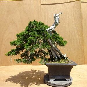 ~ ^  54cm ς Juniperus chinensis VpN W V qmL Ύ Ϗܗp ^ i