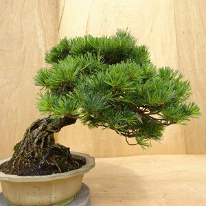 ~  ܗt  36cm 悤܂ Pinus parviflora SE}c }c ΐjt Ϗܗp ^ i