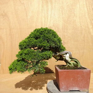 ~ ^  34cm ς Juniperus chinensis VpN W V qmL Ύ Ϗܗp ^ i