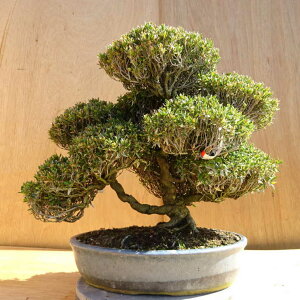 ~ kɊ  40cm ߂񂩂 tirimenkazura `JY eCJJY 鐫 Ύ Ϗܗp ^ i