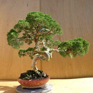 ~ ^  51cm ς Juniperus chinensis VpN W V qmL Ύ Ϗܗp ^ i