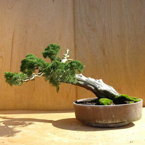 ~ ^  41cm ς Juniperus chinensis VpN W V qmL Ύ Ϗܗp ^ i