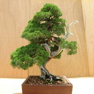 ~ ^  57cm ς Juniperus chinensis VpN W V qmL Ύ Ϗܗp ^ i