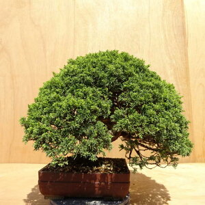 ~ ^  46cm ς Juniperus chinensis VpN W V qmL Ύ Ϗܗp ^ i