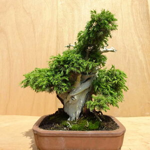 ~  m  40cm Ƃ傤 Juniperus rigida gVE W V qmL ΐjt Ϗܗp ^ i