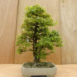 ~   57cm  Acer JGf gt JGf t Ϗܗp ^ i