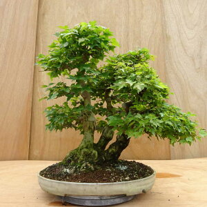 ~  O  48cm  Acer JGf gt JGf t Ϗܗp ^ i